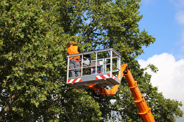 Best Root Management and Removal  in Norfolk, NE