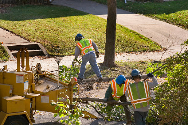 Best Organic Lawn Care Solutions  in Norfolk, NE