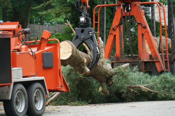 Best Tree Health Inspection  in Norfolk, NE