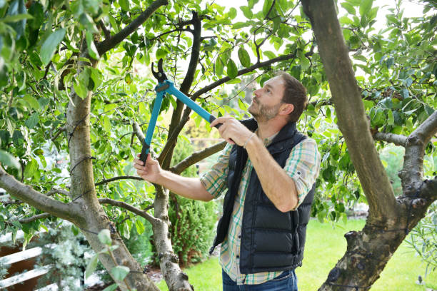 Best Fruit Tree Pruning  in Norfolk, NE